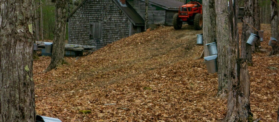 Un boisée d'érables au printemps, avec des seaux suspendus aux troncs des arbres, prêts à récolter l'eau d'érable, symbole de la saison des sucres en Montérégie.